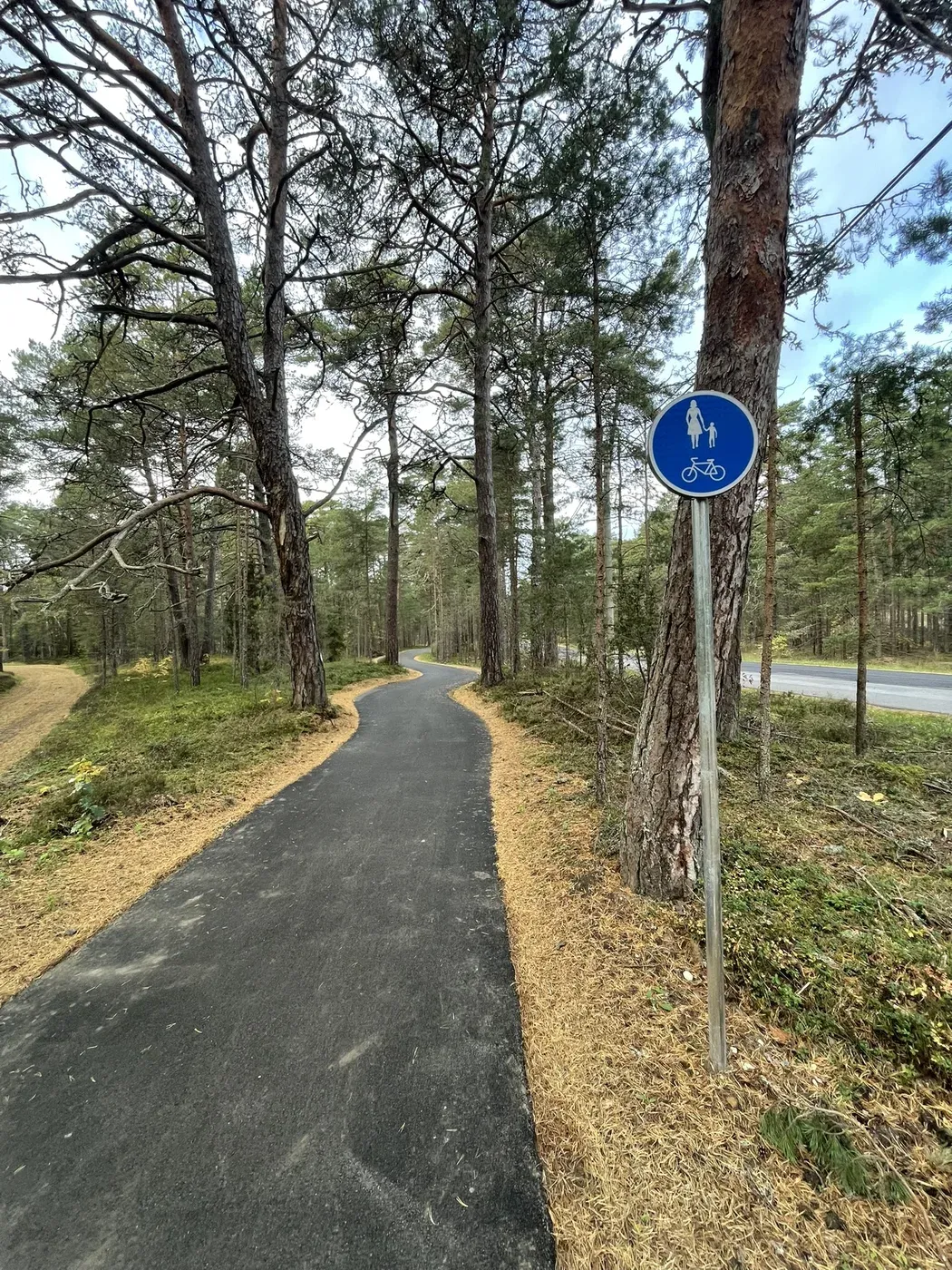 Kergliiklustee männimetsas Laulasmaa ja Lohusalu vahel